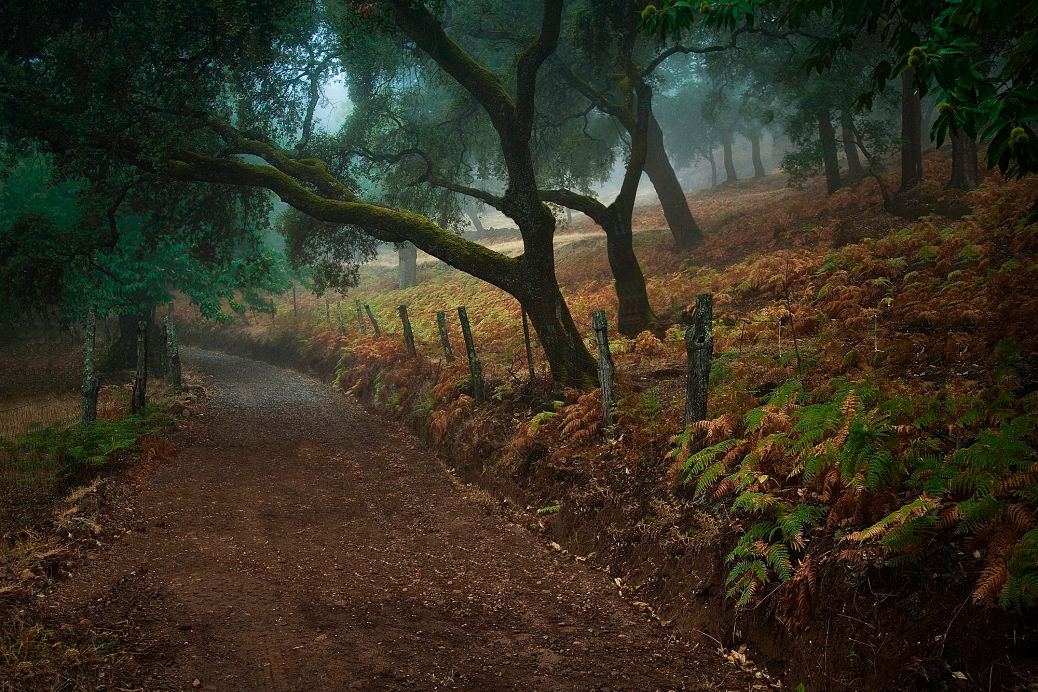 Camino de la finca entre alcornoques y helechos
